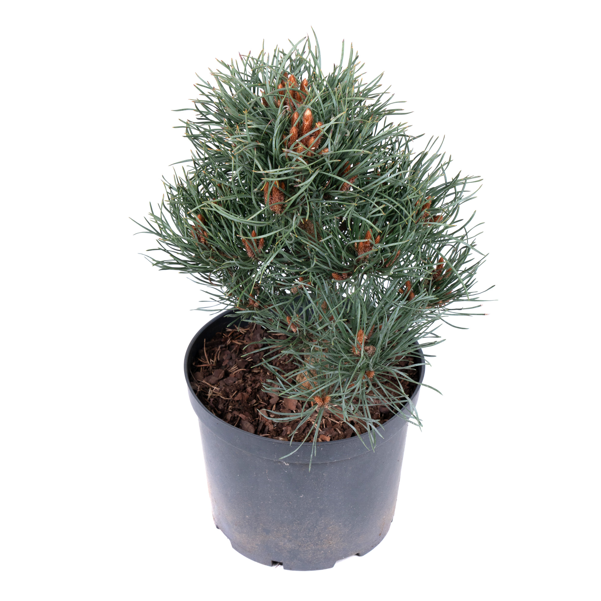 Сосна дигенеа Дарко